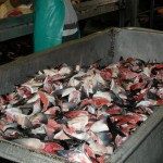 Fish in Bin